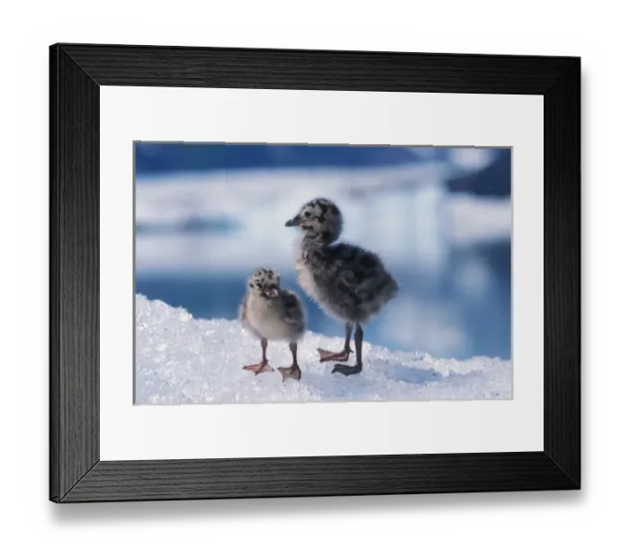 Framed Print : muw gull chicks, Larus canus, on an iceberg at Bear Glacier, Kenai Fjords National Park Framed Print : muw gull chicks, Larus canus, on an iceberg at Bear Glacier, Kenai Fjords National Park