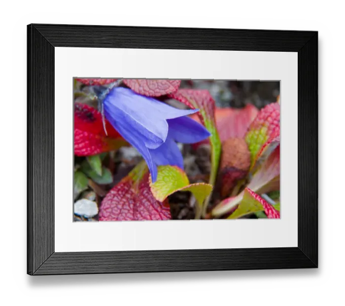 Framed Print : N. A. USA, Alaska. Bluebell in the tundra in Denali National Park