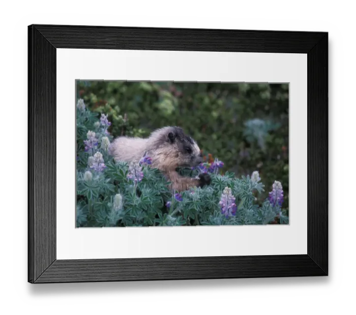 Framed Print : hoary marmot, Marmota caligata, feeding on silky lupine, Lupinus sericeus, in Kenai Framed Print : hoary marmot, Marmota caligata, feeding on silky lupine, Lupinus sericeus, in Kenai