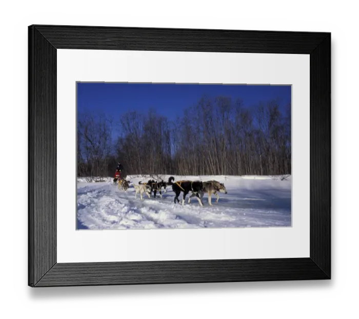 Framed Print : N. A. USA, Alaska, Iditarod Trail Doug Swinly races his dog sled in the 1994 Iditarod Framed Print : N. A. USA, Alaska, Iditarod Trail Doug Swinly races his dog sled in the 1994 Iditarod