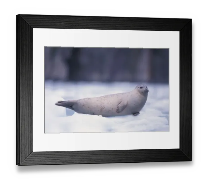 Framed Print : pacific harbor seal, Phoca vitulina richardsi Linnaeus, on ice, Northwestern Fjord Framed Print : pacific harbor seal, Phoca vitulina richardsi Linnaeus, on ice, Northwestern Fjord