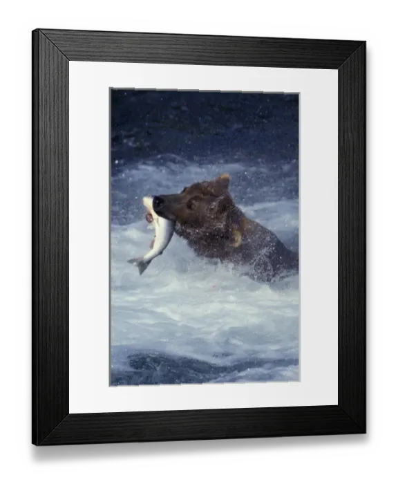 Framed Print : Alaska, Kati Alaska brown bear feeds on salmon in the Brooks River Framed Print : Alaska, Kati Alaska brown bear feeds on salmon in the Brooks River