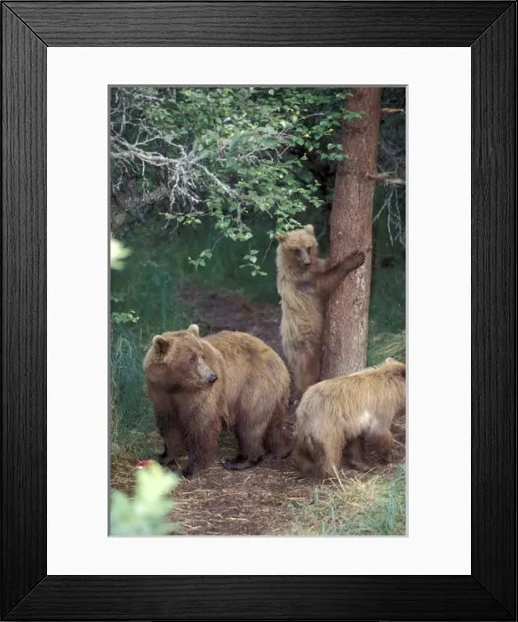 Framed Print : Alaska, Katmai National Park Grizzly cubs in woods by spruce tree Framed Print : Alaska, Katmai National Park Grizzly cubs in woods by spruce tree