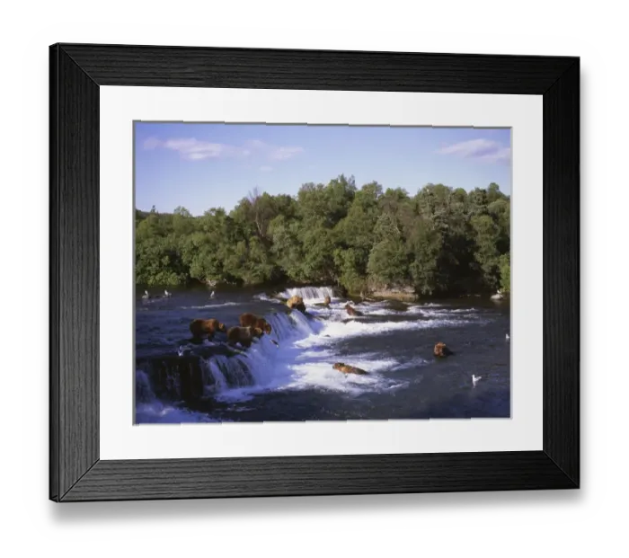 Framed Print : Alaska, Katmai National Park Boooks Falls. Alaska brown bears feed on spawning salmon Framed Print : Alaska, Katmai National Park Boooks Falls. Alaska brown bears feed on spawning salmon