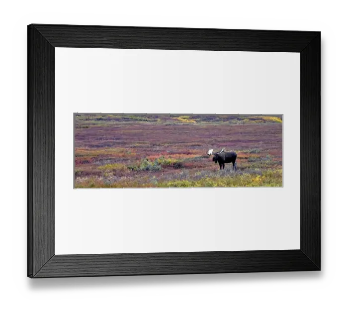 Framed Print : Bull Moose browses the tundra in early morning, Denali National Park Framed Print : Bull Moose browses the tundra in early morning, Denali National Park