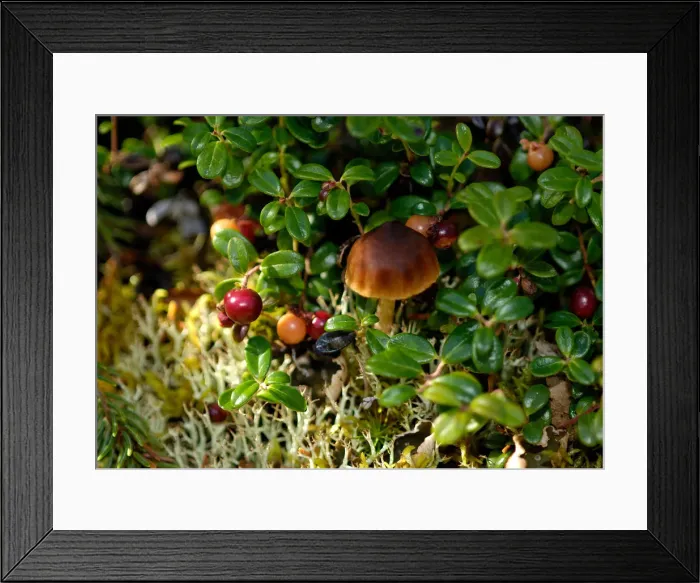 Framed Print : Alaska, Denali National Park, Hidden World, Mushroom, Berries, Lichens Framed Print : Alaska, Denali National Park, Hidden World, Mushroom, Berries, Lichens