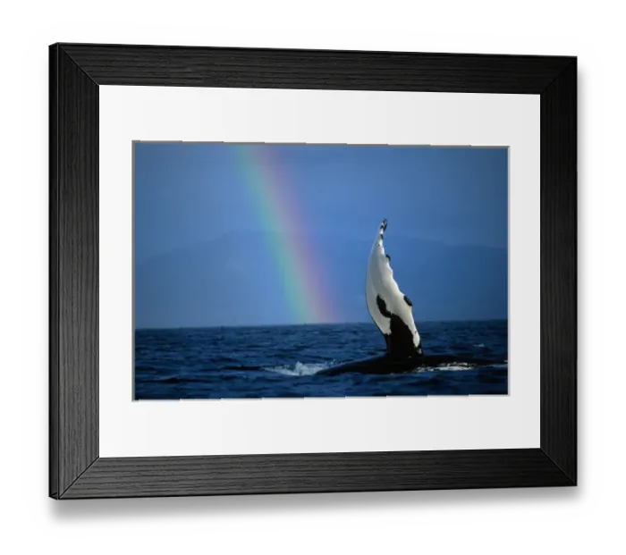 Framed Print : Alaska, Tongass National Forest, Humpback Whale (Megaptera novaengliae) slapping