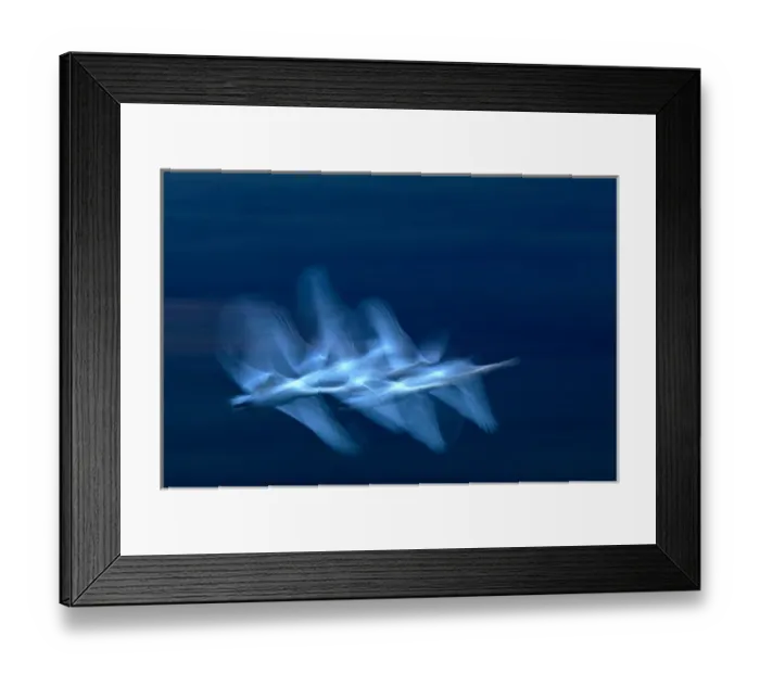 Framed Print : Alaska, Denali National Park, Snow Geese, Reflection Pond, Morning
