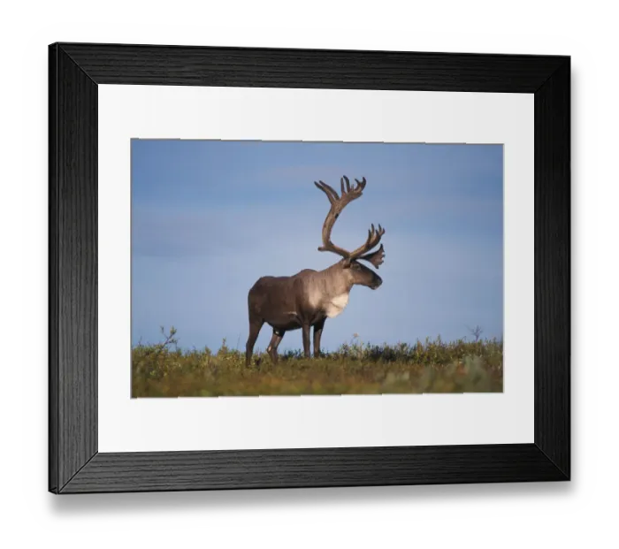 Framed Print : caribou, Ranfiger tarandus, bull in Denali National Park, interior of Alaska Framed Print : caribou, Ranfiger tarandus, bull in Denali National Park, interior of Alaska