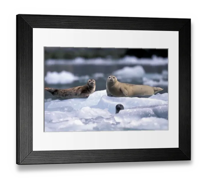 Framed Print : U. S. A. Alaska, Inside Passage Tracy Arm, South Sawyer Glacier Harbor seals Framed Print : U. S. A. Alaska, Inside Passage Tracy Arm, South Sawyer Glacier Harbor seals