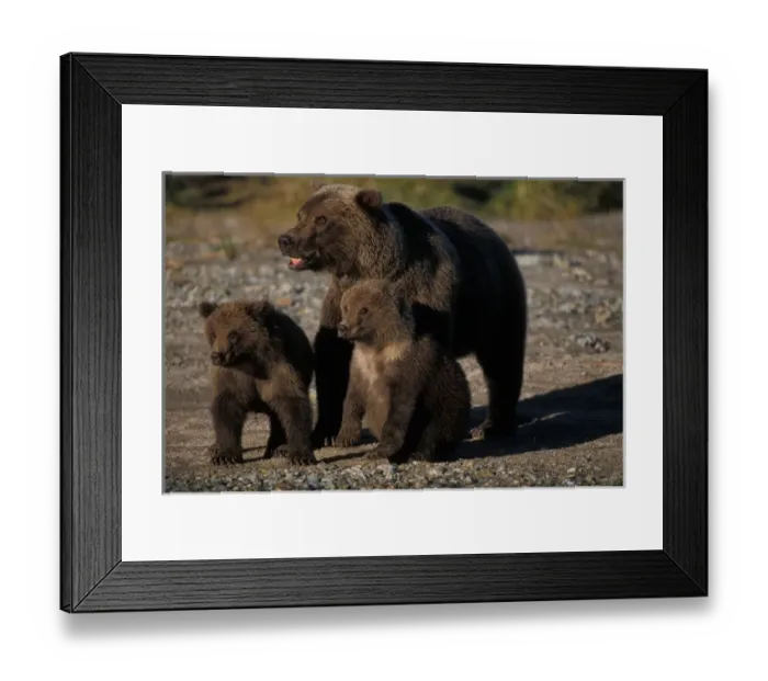 Framed Print : brown bears, Ursus arctos, grizzly bears, Ursus horribils, sow with cubs, Katmai Framed Print : brown bears, Ursus arctos, grizzly bears, Ursus horribils, sow with cubs, Katmai