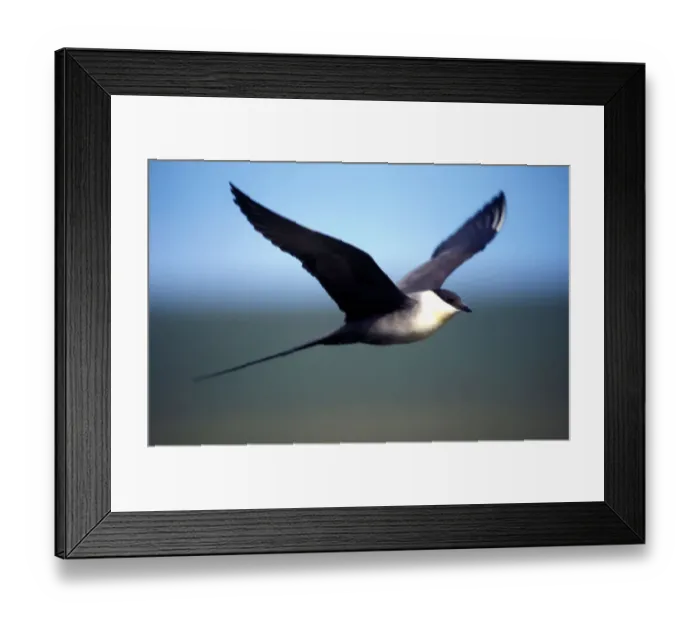 Framed Print : USA, Alaska, Long-tailed Jaeger (Stercorarius longicaudus) defends its nest on arctic Framed Print : USA, Alaska, Long-tailed Jaeger (Stercorarius longicaudus) defends its nest on arctic