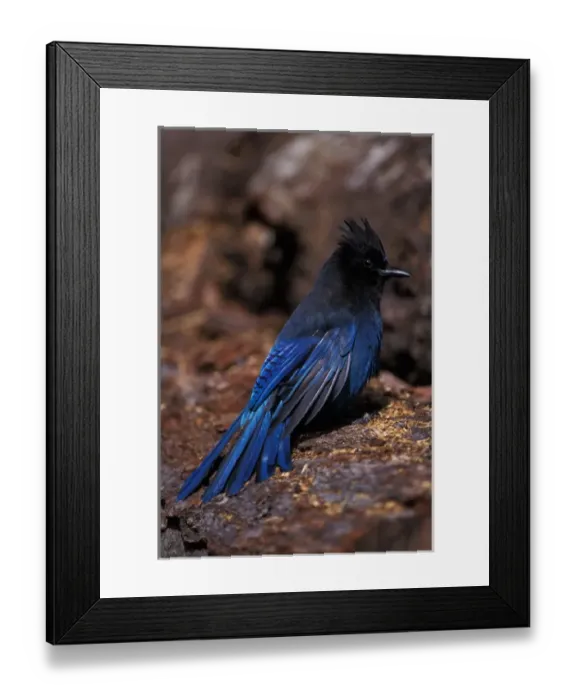 Framed Print : stellers jay, Cyanocitta stelleri, in Kenai Fjords National Park, southcentral Framed Print : stellers jay, Cyanocitta stelleri, in Kenai Fjords National Park, southcentral