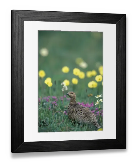 Framed Print : NA, USA, Alaska, Denali NP Willow ptarmigan (Lagopus lagopus) A female stands Framed Print : NA, USA, Alaska, Denali NP Willow ptarmigan (Lagopus lagopus) A female stands