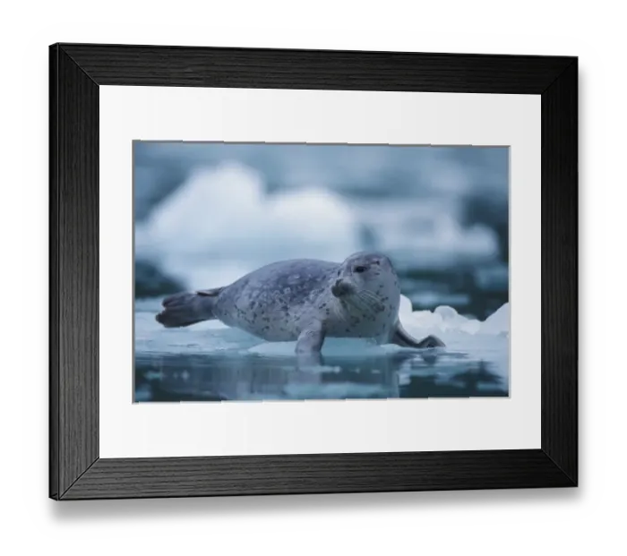 Framed Print : pacific Harbor seal, Phoca vitulina richardsi Linnaeus, on ice, Northwestern Fjord Framed Print : pacific Harbor seal, Phoca vitulina richardsi Linnaeus, on ice, Northwestern Fjord