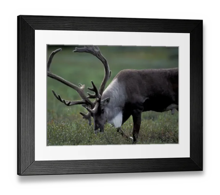 Framed Print : NA, USA, Alaska. Denali National Park. Bull caribou