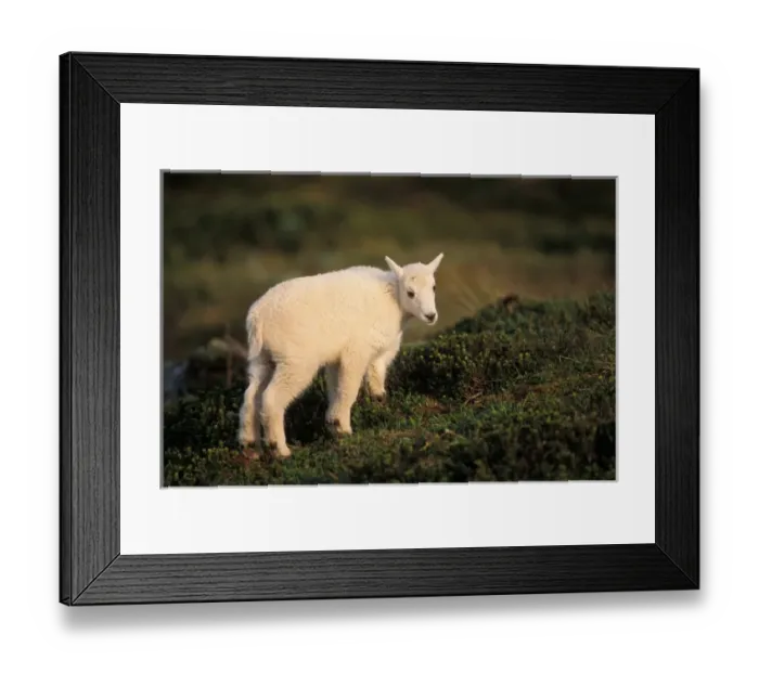 Framed Print : young mountain goat, Oreamnos americanus, in Kenai Fjords National Park, Alaska