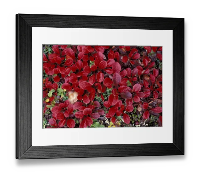 Framed Print : NA, USA, Alaska, Gates of the Arctic NP Bright red arctic tundra in early autumn Framed Print : NA, USA, Alaska, Gates of the Arctic NP Bright red arctic tundra in early autumn