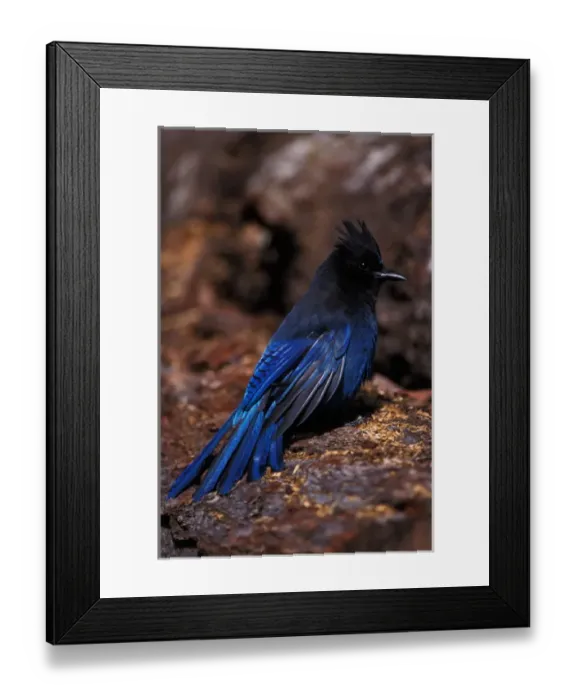 Framed Print : stellers jay, Cyanocitta stelleri, in Kenai Fjords National Park, southcentral