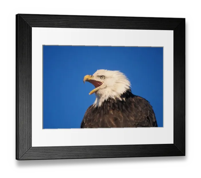 Framed Print : bald eagle, Haliaeetus leuccocephalus, profile, Kachemak Bay, southcentral Alaska