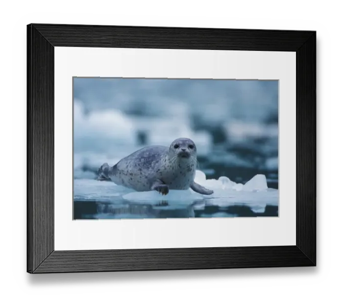 Framed Print : pacific harbor seal, Phoca vitulina richardsi Linnaeus, on ice, Northwestern Fjord Framed Print : pacific harbor seal, Phoca vitulina richardsi Linnaeus, on ice, Northwestern Fjord
