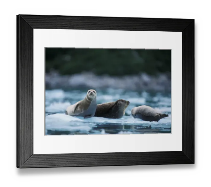 Framed Print : pacific harbor seals, Phoca vitulina richardsi Linnaeus, on ice, Northwestern Fjord Framed Print : pacific harbor seals, Phoca vitulina richardsi Linnaeus, on ice, Northwestern Fjord