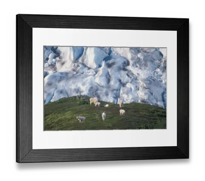 Framed Print : mountain goats, Oreamnos americanus, overlooking Exit Glacier, Kenai Fjords National Park