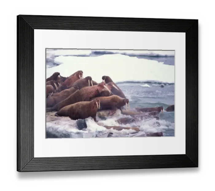 Framed Print : walrus, Odobenus rosmarus, on the pack ice of the Bering Sea, Alaska, aerial view Framed Print : walrus, Odobenus rosmarus, on the pack ice of the Bering Sea, Alaska, aerial view