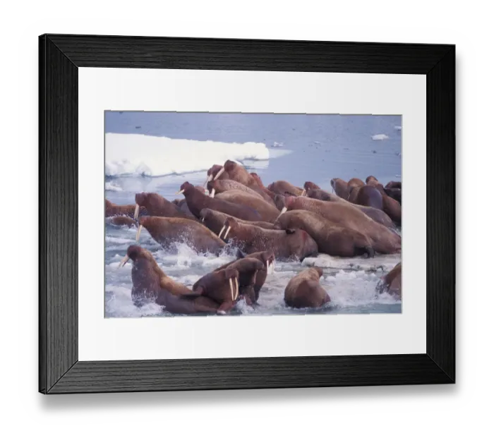 Framed Print : walrus, Odobenus rosmarus, on the pack ice of the Bering Sea, Alaska, aerial view Framed Print : walrus, Odobenus rosmarus, on the pack ice of the Bering Sea, Alaska, aerial view