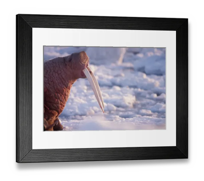 Framed Print : walrus, Odobenus rosmarus, on the pack ice, Bering Sea, Alaska Framed Print : walrus, Odobenus rosmarus, on the pack ice, Bering Sea, Alaska