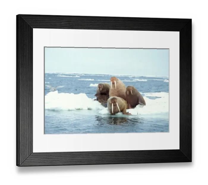 Framed Print : walrus, Odobenus rosmarus, group on the pack ice, Bering Sea, Alaska