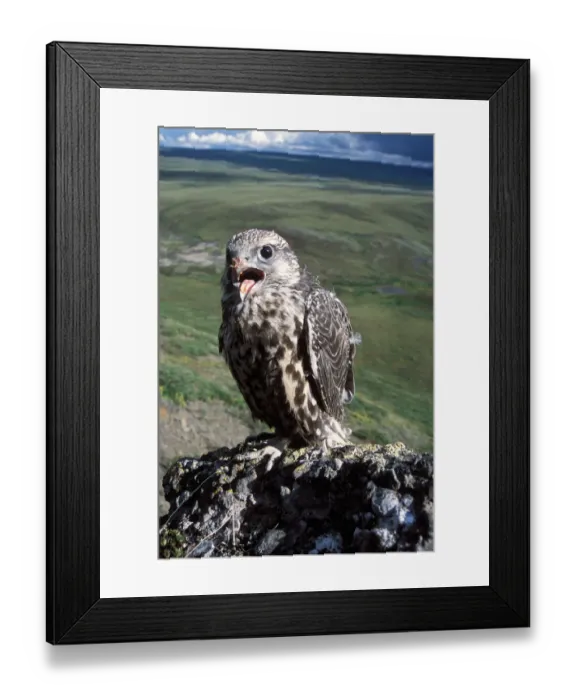 Framed Print : gyrfalcon, Falco rusticolus, juvenile getting ready to fly, North Slope of the Brooks Range Framed Print : gyrfalcon, Falco rusticolus, juvenile getting ready to fly, North Slope of the Brooks Range
