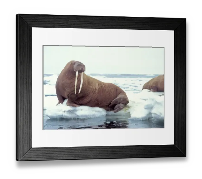 Framed Print : walrus, Odobenus rosmarus, on the pack ice, Bering Sea, Alaska Framed Print : walrus, Odobenus rosmarus, on the pack ice, Bering Sea, Alaska