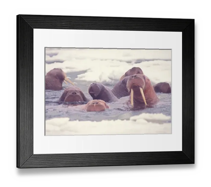 Framed Print : walrus, Odobenus rosmarus, group in the water in the middle of pack ice, Bering Sea