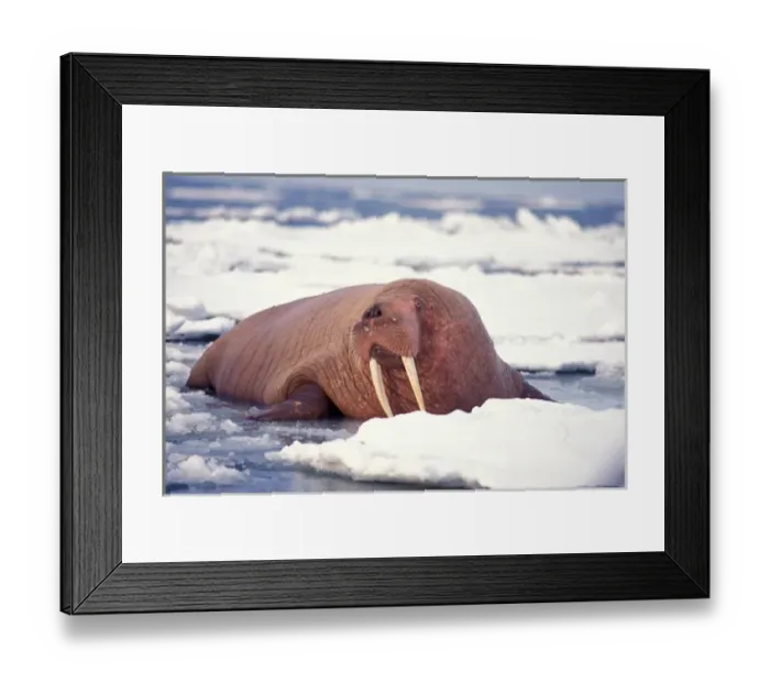 Framed Print : walrus, Odobenus rosmarus, on the pack ice, Bering Sea, Alaska