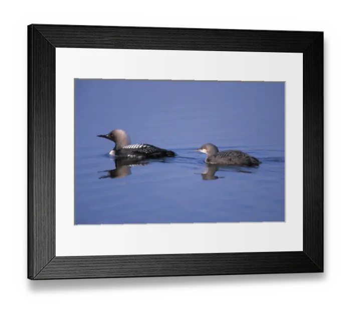 Framed Print : pacific loon, Gravia pacifica, on the central arctic coast of Alaska Framed Print : pacific loon, Gravia pacifica, on the central arctic coast of Alaska
