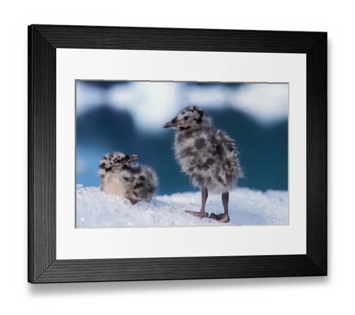 Framed Print : muw gull chick, Larus canus, on iceberg at Bear Glacier, Kenai Fjords National Park