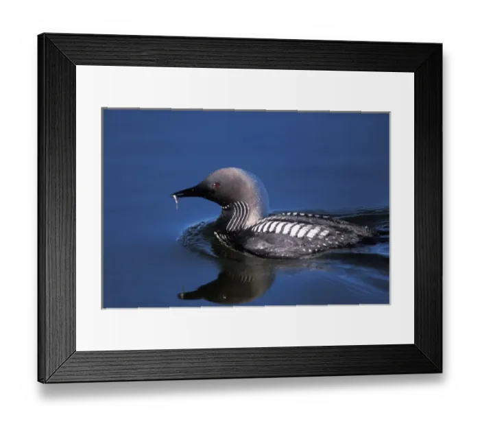 Framed Print : pacific loon, Gravia pacifica, with a fish in its beak on the central Arctic coast Framed Print : pacific loon, Gravia pacifica, with a fish in its beak on the central Arctic coast