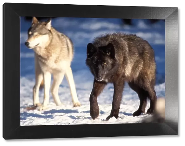 gray wolf, Canis lupus, a gray and a black wolf together in the foothills of the