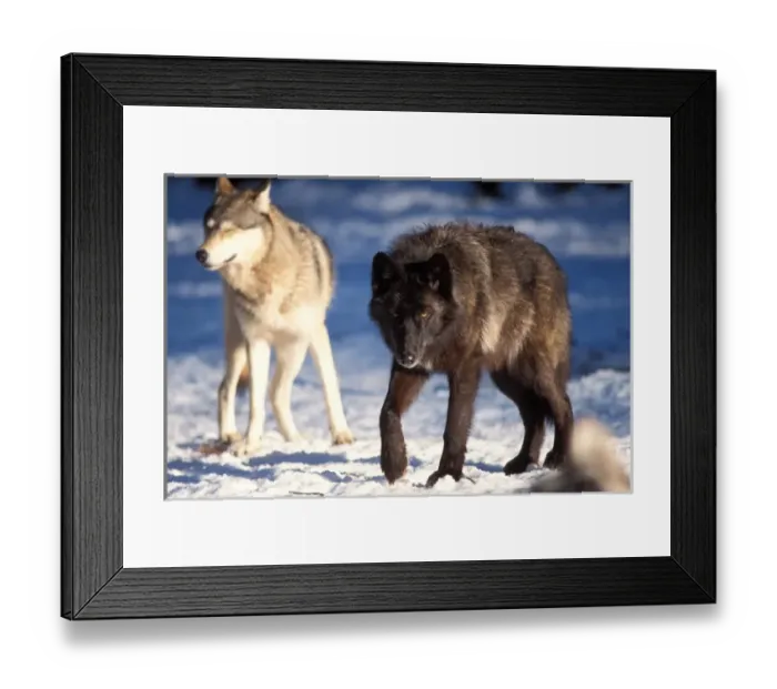 Framed Print : gray wolf, Canis lupus, a gray and a black wolf together in the foothills of Framed Print : gray wolf, Canis lupus, a gray and a black wolf together in the foothills of
