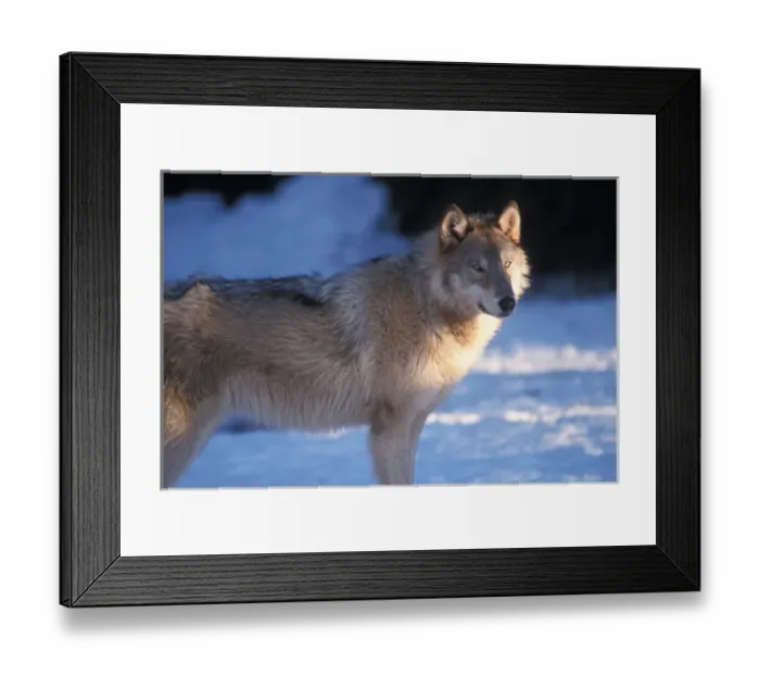 Framed Print : gray wolf, Canis lupus, in the foothills of the Takshanuk mountains, northern southeast Framed Print : gray wolf, Canis lupus, in the foothills of the Takshanuk mountains, northern southeast