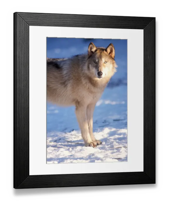Framed Print : gray wolf, Canis lupus, in the foothills of the Takshanuk mountains, northern southeast