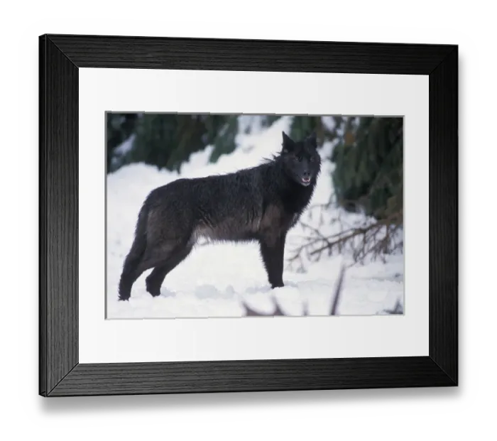 Framed Print : gray wolf, Canis lupus, female with a black coat in the foothills of the Takshanuk mountains Framed Print : gray wolf, Canis lupus, female with a black coat in the foothills of the Takshanuk mountains