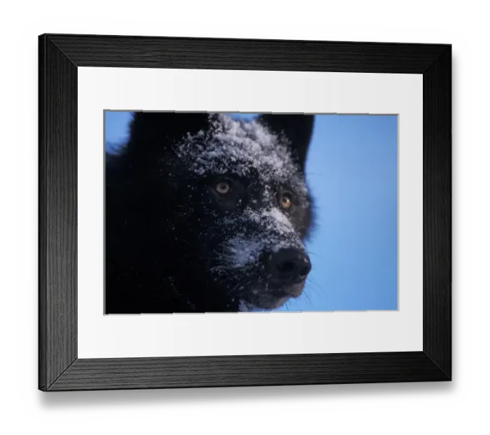 Framed Print : gray wolf, Canis lupus, female with a black coat in the foothills of the Takshanuk mountains
