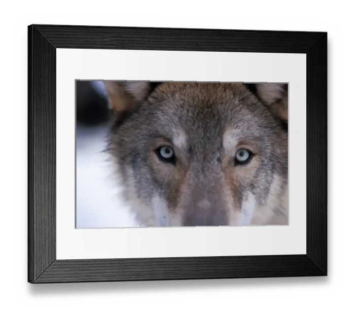 Framed Print : gray wolf, Canis lupus, eyes close up in the foothills of the Takshanuk mountains