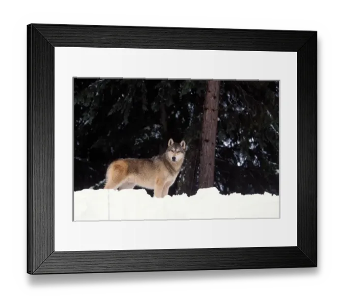 Framed Print : gray wolf, Canis lupus, in the foothills of the Takshanuk mountains, northern southeast
