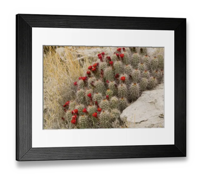 Framed Print : Red flowers of claret cup cactus bloom in spring near Hurricane Utah Framed Print : Red flowers of claret cup cactus bloom in spring near Hurricane Utah