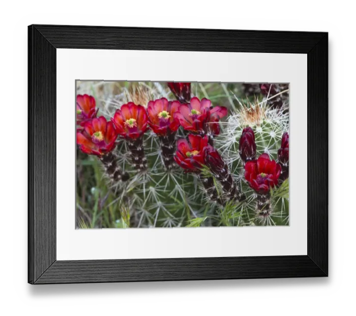 Framed Print : Claret Cup cactus blooms in desert setting near Zion National Park in Utah Framed Print : Claret Cup cactus blooms in desert setting near Zion National Park in Utah
