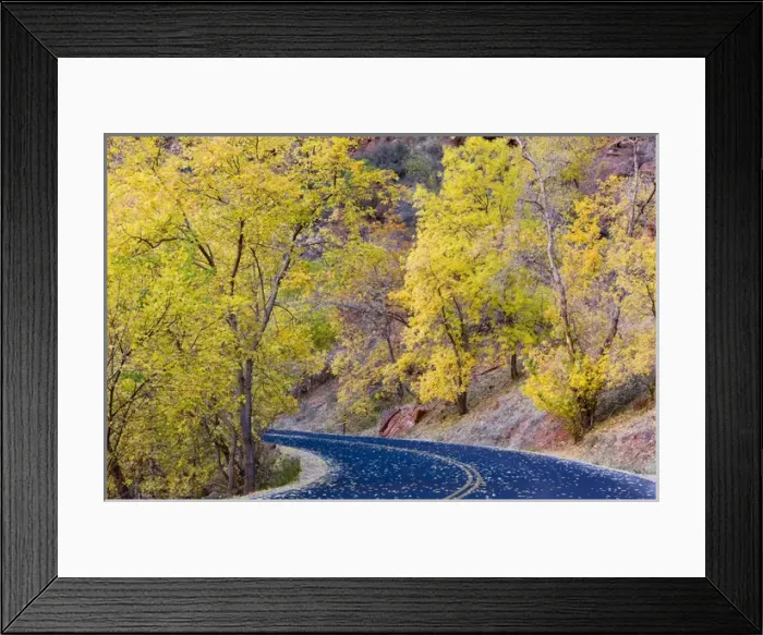 Framed Print : Roadway covered with autumn leaves in Zion National Park in Utah Framed Print : Roadway covered with autumn leaves in Zion National Park in Utah