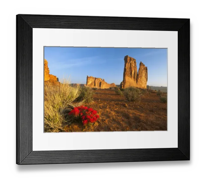 Framed Print : Desert paintbrush livens up the landscape near Courthouse Towers in Arches National Park Framed Print : Desert paintbrush livens up the landscape near Courthouse Towers in Arches National Park